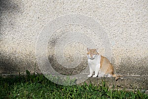 Cat in the garden near the house. Slovakia