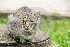 Cat in the garden near the house. Slovakia