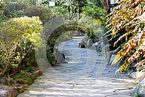 Cat on Garden Path