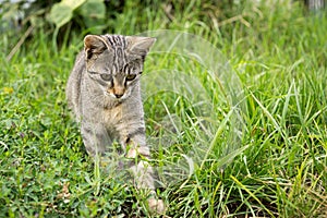 Cat in the garden. Slovakia