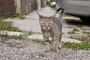 Cat in the garden. Slovakia