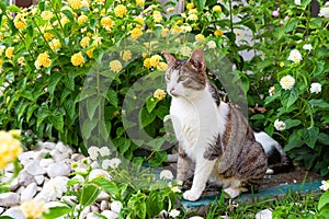 Cat in a garden surrounded by the blooming flowers, lovely pets