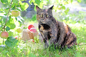 Cat in the garden under the apple tree