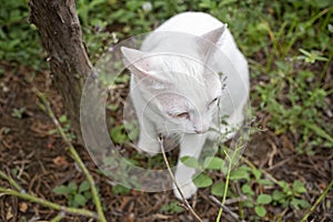 Cat in the garden. White cat with two color eyes, blue and yellow eyes. Khaomanee Thai cat. Thailand