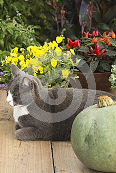 Cat on gardentable with pumpkin