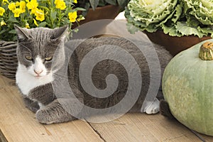 Cat on gardentable with pumpkin