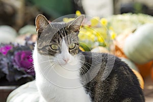 Cat on gardentable with pumpkin