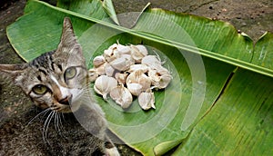 Cat on garlic background on banana leaf