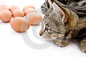 Cat gaurding eggs photo