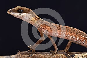 Cat gecko (Aeluroscalabotes felinus felinus)