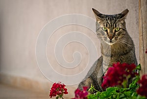 Cat and Geranium