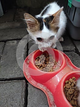 Cat gets some dry food