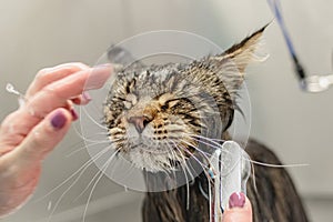 Cat getting washed at grooming salon and pet spa