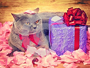 Cat with a gift box