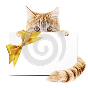 Cat gift card with golden ribbon bow Isolated on white