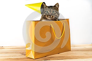 Cat gift. cat sits in the package
