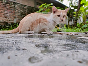 the cat that glances when the photo is about to be taken