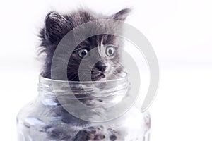 Cat in a glass jar