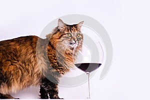 Funny Cat and a glass of red wine.