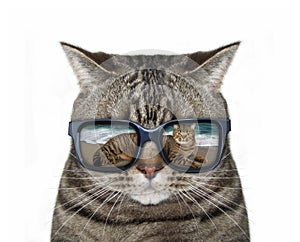 Cat with glasses 3