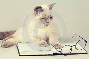 Cat with glasses and book