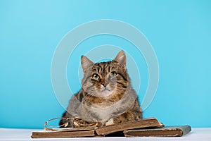 A cat with glasses sits near an open book