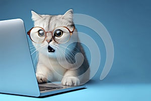 A cat with glasses and a surprised look on her face is looking at a laptop on solid blue background. ai generative