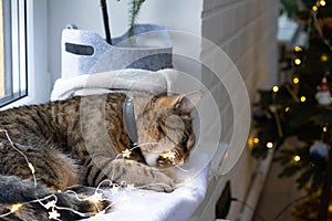 The cat is gnawing the wires of the LED garland. Hooliganism of a pet, sabotage, damage to the decor. Danger to the animal,