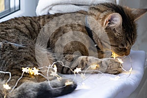 The cat is gnawing the wires of the LED garland. Hooliganism of a pet, sabotage, damage to the decor. Danger to the animal,