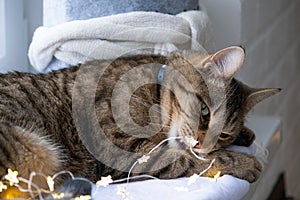 The cat is gnawing the wires of the LED garland. Hooliganism of a pet, sabotage, damage to the decor. Danger to the animal,