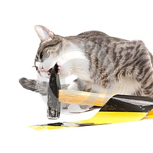 cat gnaws on a hammer isolated on white