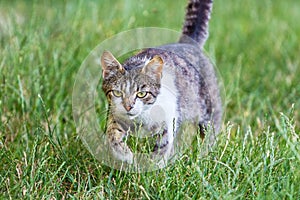 The cat goes on the green grass for hunting_