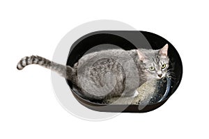 The cat goes to the toilet tray with filler, isolated on a white background