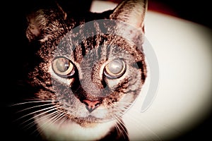 Cat Going Blind With Cataracts