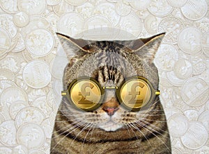 Cat in gold british pound glasses 3