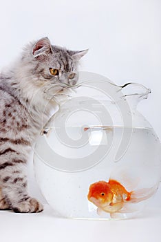 Cat and gold fish