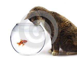 Cat and a gold fish