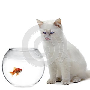 Cat and a gold fish