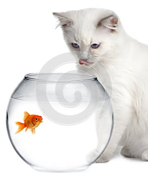 Cat and a gold fish