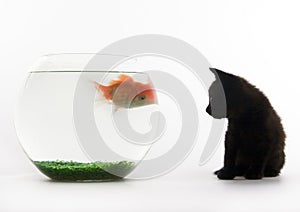 Cat & Gold fish
