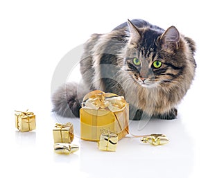 Cat with gold gift boxes