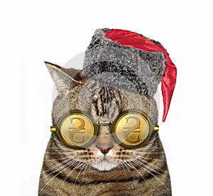 Cat in gold hryvnia glasses 3
