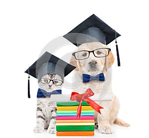 Cat and Golden retriever puppy with black graduation hats and eyeglasses sitting together. isolated on white background