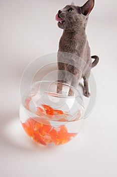 Cat and goldfish isolated on white backgorund