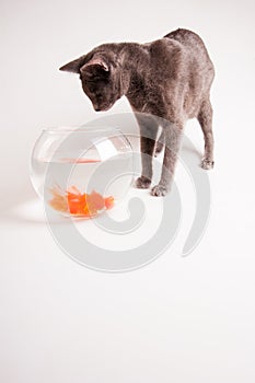 Cat and goldfish isolated on white backgorund