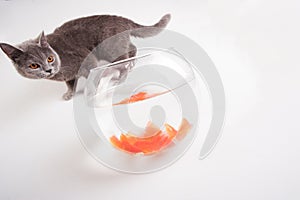 Cat and goldfish isolated on white backgorund