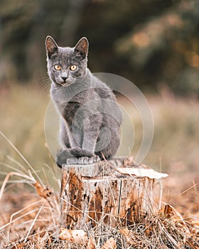 Cat goofing around for photos