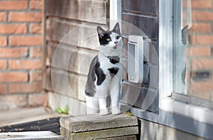 Cat with GPS escapes from a cat door