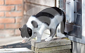 Cat with GPS escapes from a cat door