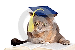 Cat in graduation cap